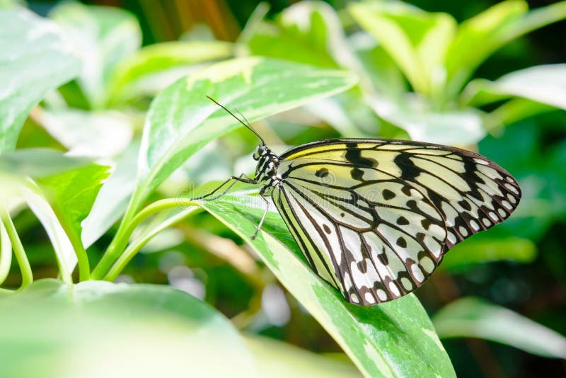 Beau papillon été perché sur la feuille de la plante tropicale photo stock Beau papillon été perché sur la feuille de la plante tropicale photo stock