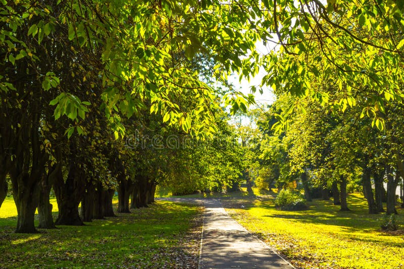 Beau, parc de ressort avec l'allée de vieux arbres image stock Beau, parc de ressort avec l'allée de vieux arbres image stock