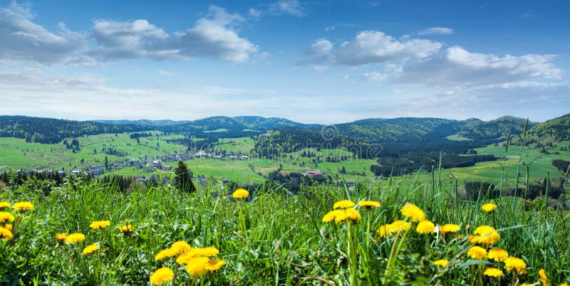 Beau paysage avec l'herbe verte et les fleurs jaunes image libre de droits Beau paysage avec l'herbe verte et les fleurs jaunes image libre de droits