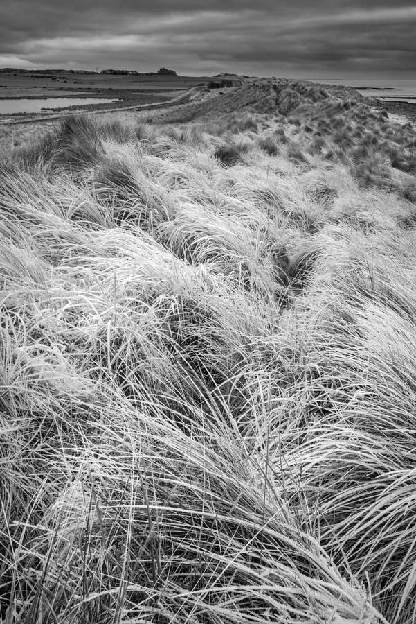 Beautiful black and white Winter landscape of rare frozen frosty grass on sand dunes on Northumberland beach in England. Beautiful black and white Winter landscape of rare frozen frosty grass on sand dunes on Northumberland beach in England