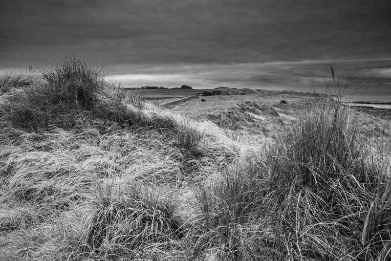Beautiful black and white Winter landscape of rare frozen frosty grass on sand dunes on Northumberland beach in England. Beautiful black and white Winter landscape of rare frozen frosty grass on sand dunes on Northumberland beach in England