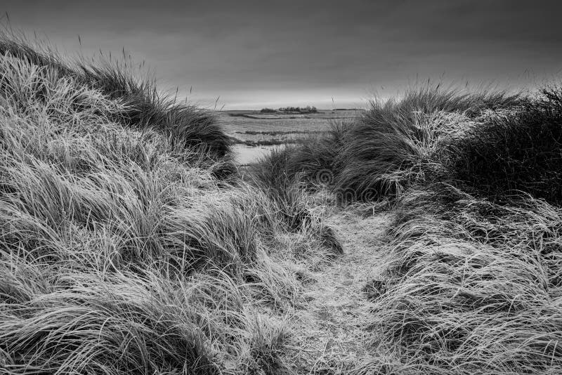 Beautiful black and white Winter landscape of rare frozen frosty grass on sand dunes on Northumberland beach in England. Beautiful black and white Winter landscape of rare frozen frosty grass on sand dunes on Northumberland beach in England