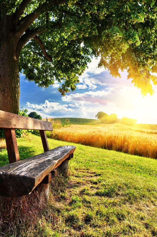 Beau paysage d'été avec le banc en bois photos stock Beau paysage d'été avec le banc en bois photos stock