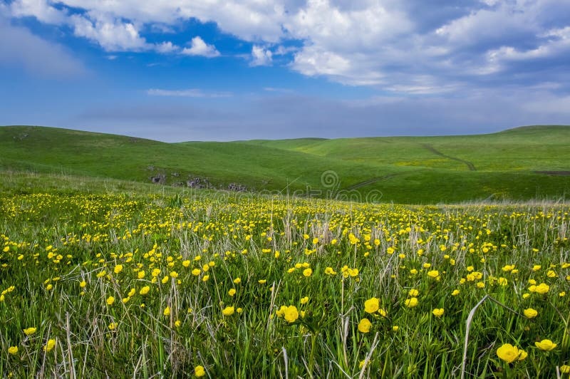 Beau paysage d'été, gisement de fleur jaune sur les collines photos stock Beau paysage d'été, gisement de fleur jaune sur les collines photos stock
