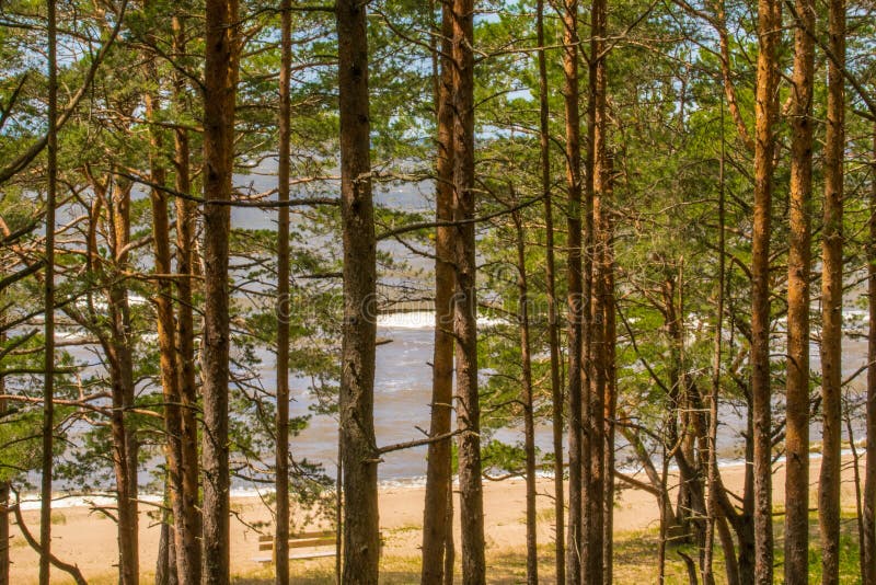 Beau paysage de la côte de mer baltique avec des pins en premier plan et ciel bleu clair image stock Beau paysage de la côte de mer baltique avec des pins en premier plan et ciel bleu clair image stock