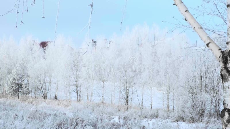 Beau paysage hivernal. Arbres recouverts de gel contre le ciel bleu. Bosquet. Temps gelé. Anticyclone banque de vidéos