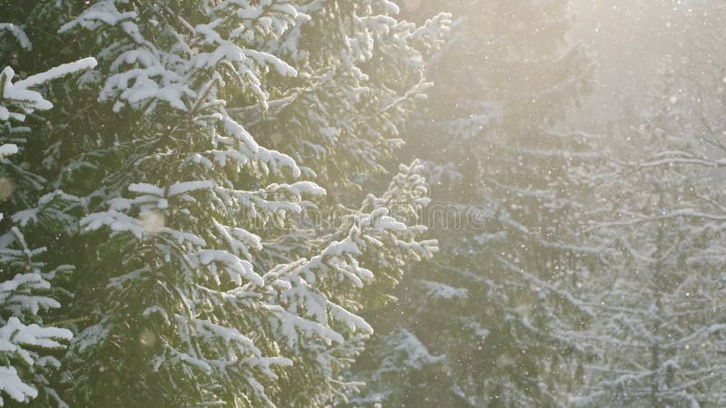 Beau paysage hivernal avec neige tombant sur une branche d'arbre sapin banque de vidéos