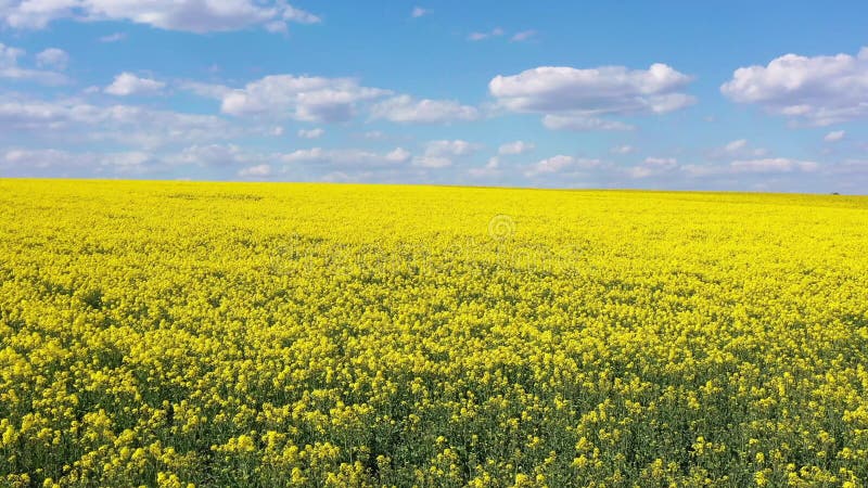 Beau paysage pittoresque des fleurs jaunes à fleurs de la graine de colza sur un ciel nuageux bleu de champ agricole sur le fond banque de vidéos