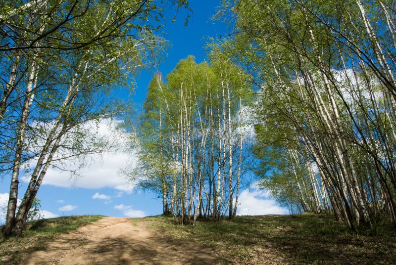 Beau paysage vert coloré d'été avec une colline et de jeunes bouleaux et un ciel bleu avec des nuages au fond image libre de droits Beau paysage vert coloré d'été avec une colline et de jeunes bouleaux et un ciel bleu avec des nuages au fond image libre de droits