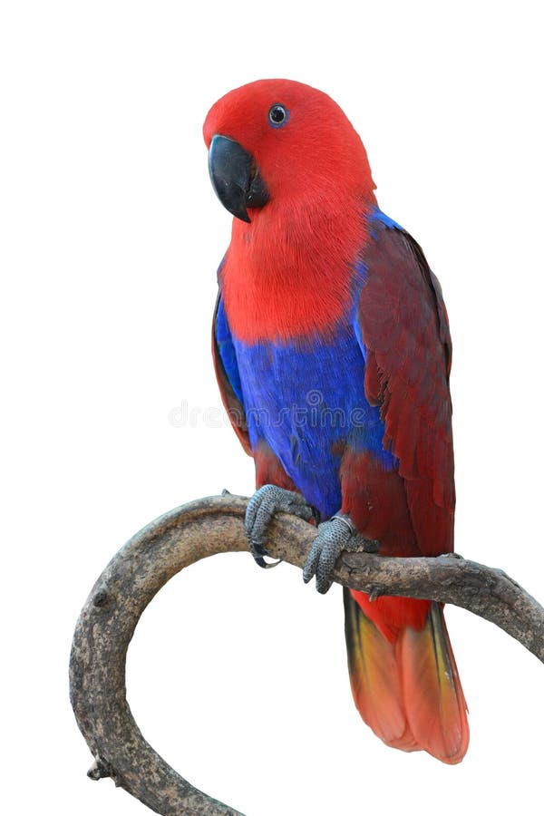 Beautiful red parrot, Chattering Lory (Lorius garrulus), perching on a branch on white background, breast profile. Beautiful red parrot, Chattering Lory (Lorius garrulus), perching on a branch on white background, breast profile