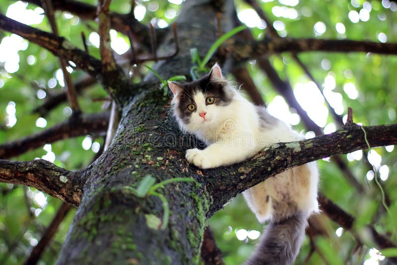 1 700 Un Petit Chat Dans Un Arbre Photos Libres De Droits Et Gratuites De Dreamstime