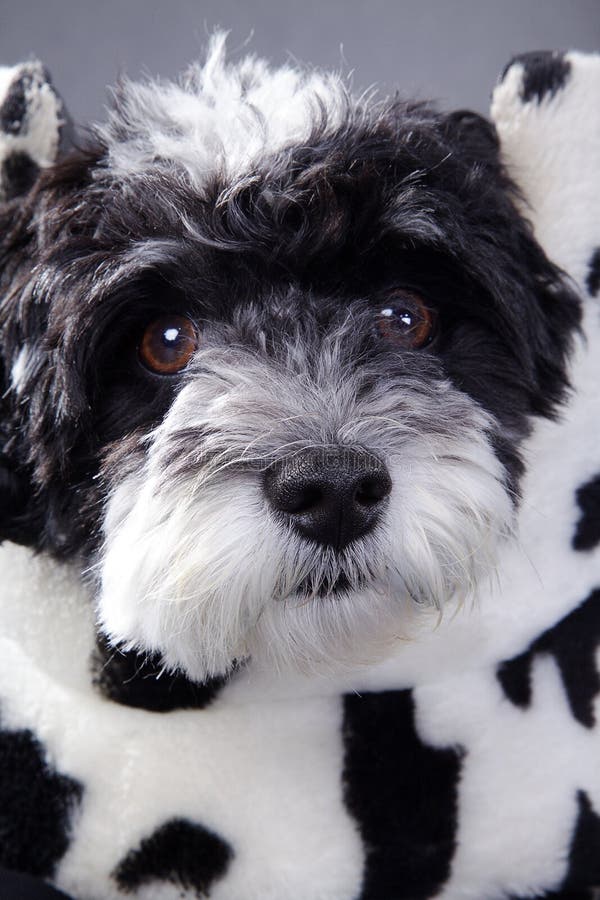 Beau Petit Chien Noir Et Blanc Photo stock - Image: 40830548