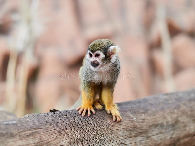 Beau petit singe au parc Loro Parque, Ténérife, Îles Canaries, Espagne de Loro photographie stock Beau petit singe au parc Loro Parque, Ténérife, Îles Canaries, Espagne de Loro photographie stock
