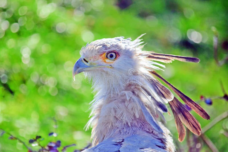 Beau plan rapproché de secrétaire Bird Head Portratit photo stock Beau plan rapproché de secrétaire Bird Head Portratit photo stock