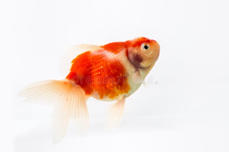 Beau Poisson Rouge Dans L'aquarium Rond Avec L'usine Et Galets Décoratifs  Sur Le Fond Bleu. Photo stock - Image du clair, rouge: 199382344