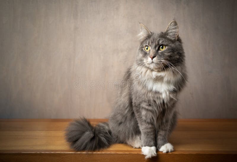 543 Chat Tigre Blanc Gris De Maine Coon Photos Libres De Droits Et Gratuites De Dreamstime