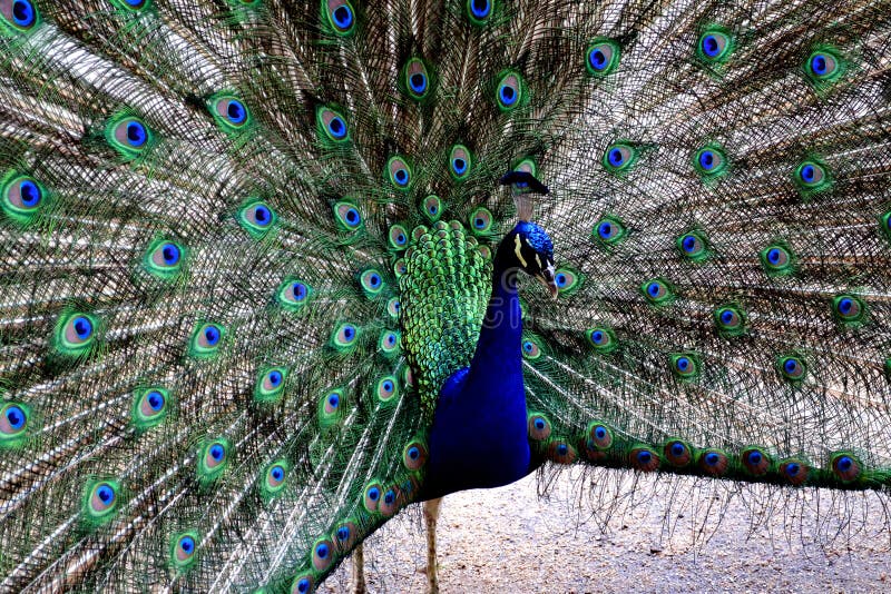 Beau portrait de paon avec des plumes photo stock Beau portrait de paon avec des plumes photo stock