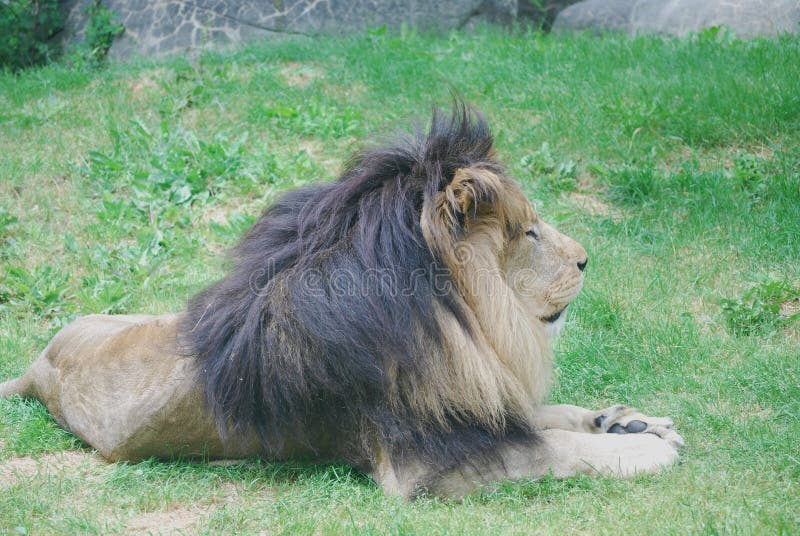 Beau profil d'un lion de repos dans l'herbe verte image stock Beau profil d'un lion de repos dans l'herbe verte image stock