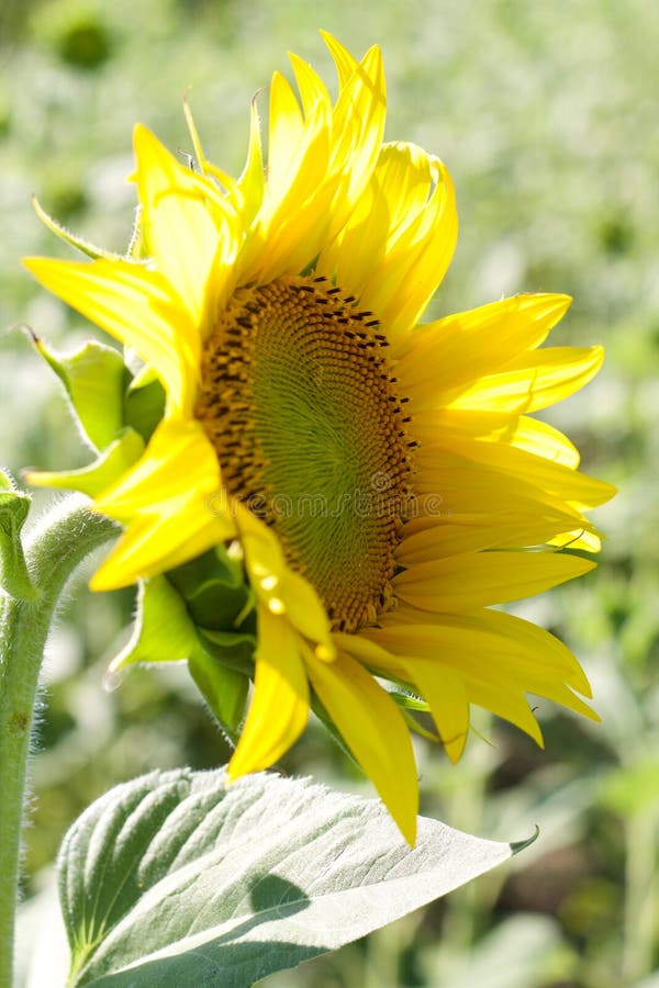 Beau profil de tournesol dans un domaine