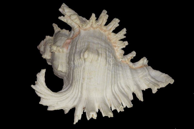 Beau ramosus de murex de coquillage image libre de droits Beau ramosus de murex de coquillage image libre de droits