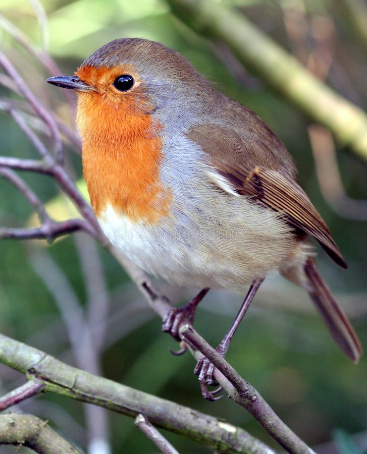 Beau Robin Beau Robin