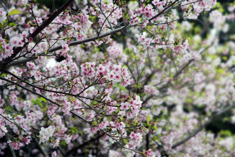 Beau Sakura en parc comme fond d'image. Beau Sakura fleurit dans le jardin pour le fond d'image