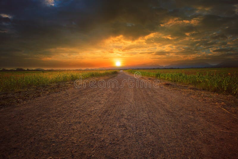 Beautiful land scape of dusty road perspective to sun set sky with sunflowers plant beside the way. Beautiful land scape of dusty road perspective to sun set sky with sunflowers plant beside the way