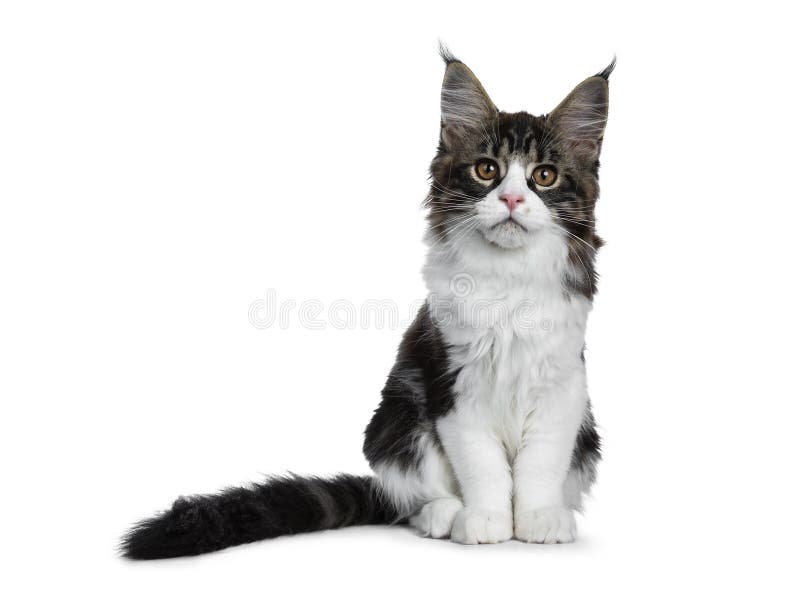 626 Brun De Chat De Maine Coon Tigre Photos Libres De Droits Et Gratuites De Dreamstime 626 Brun De Chat De Maine Coon Tigre Photos Libres De Droits Et Gratuites De Dreamstime