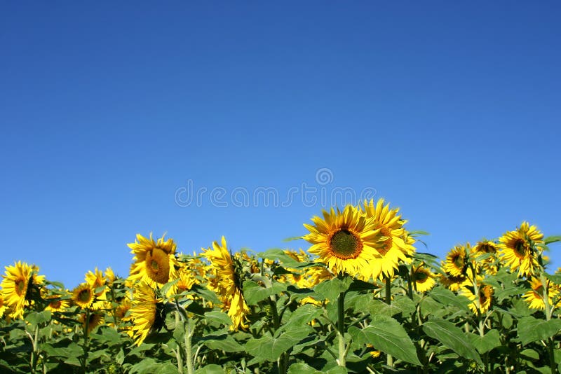 Beau tournesol images libres de droits