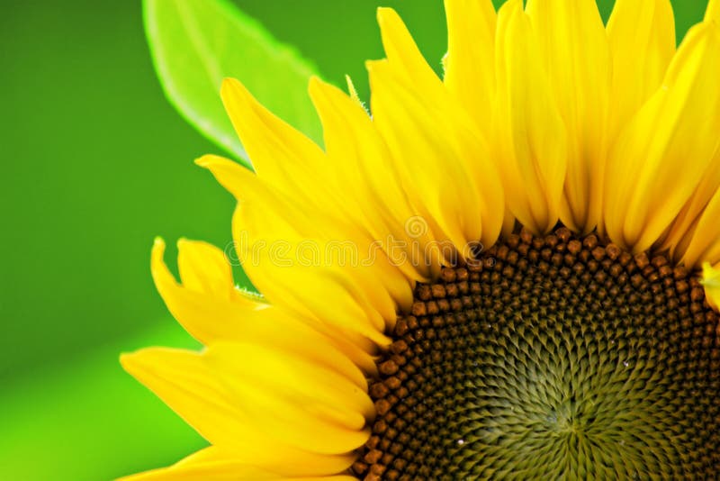 Beau tournesol photo stock