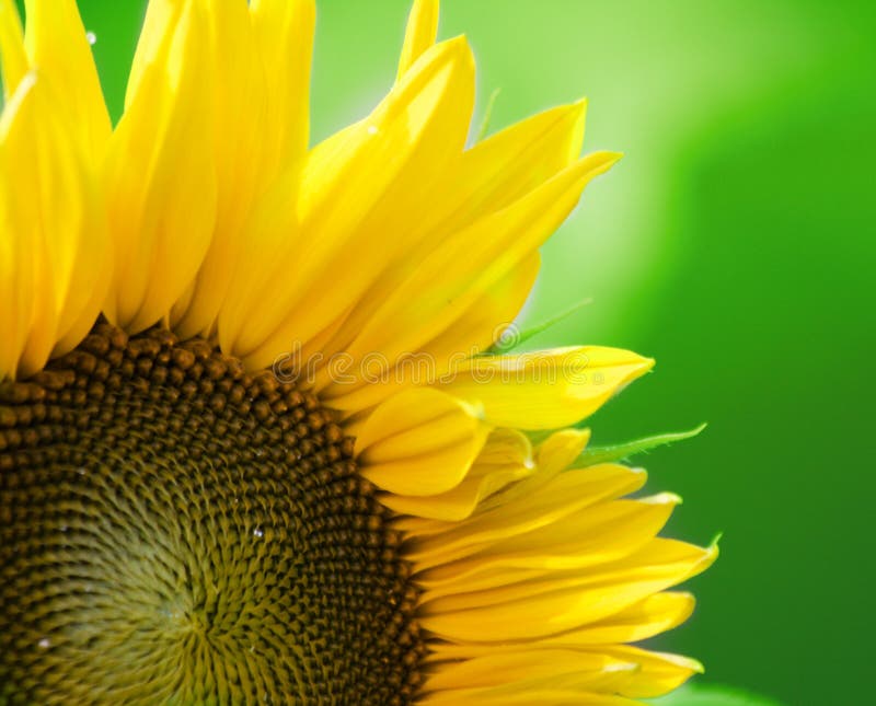 Beau tournesol photos stock