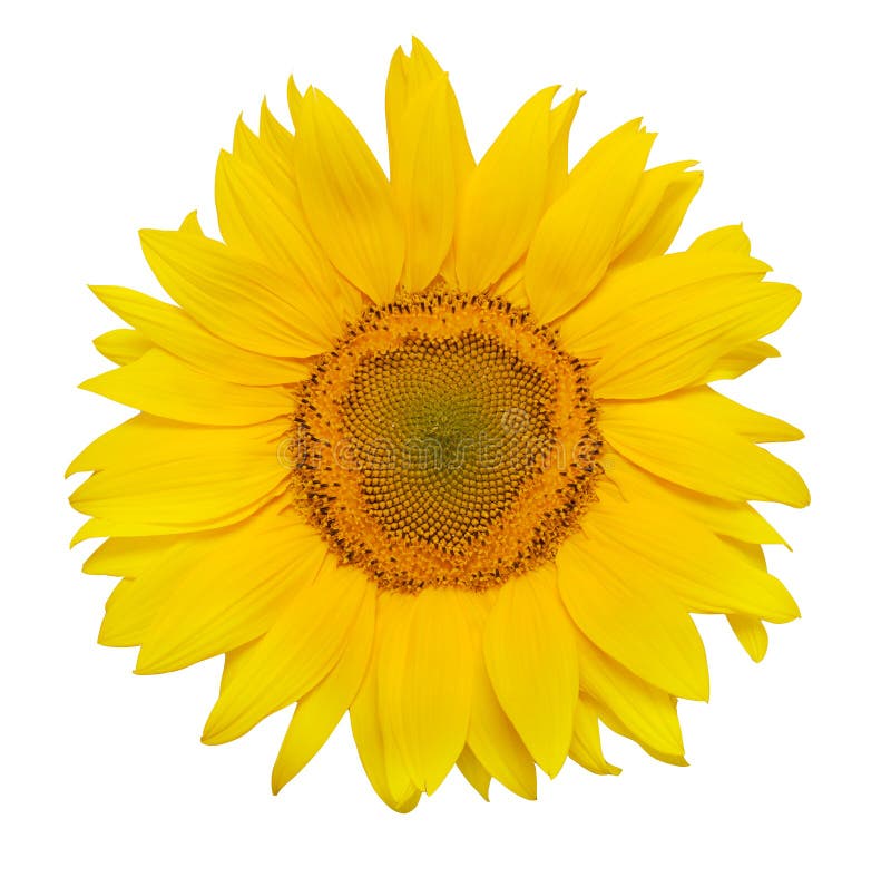 Beau tournesol photographie stock libre de droits