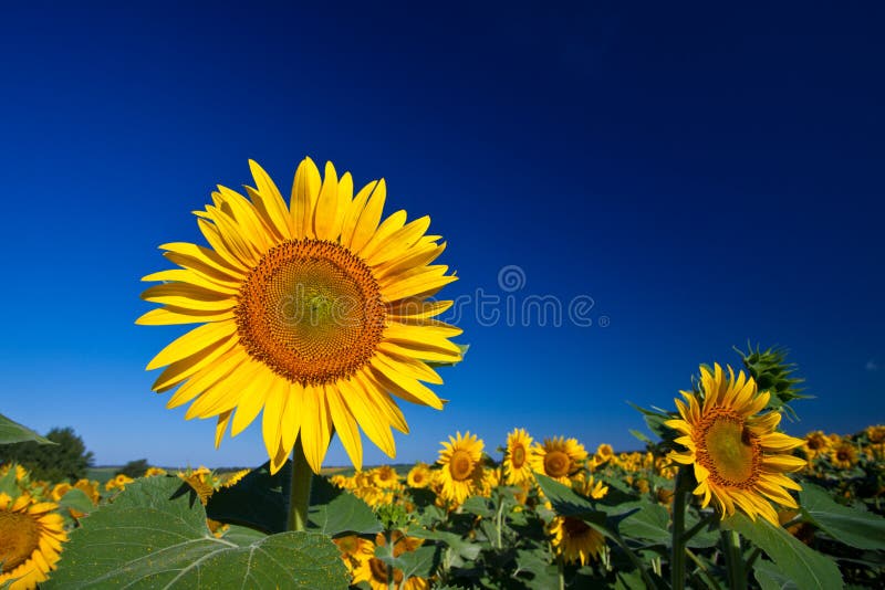 Beau tournesol image stock