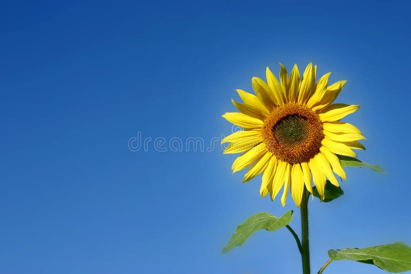 Beau tournesol image libre de droits
