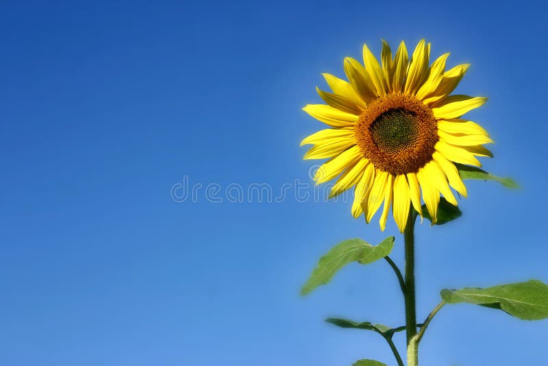 Beau tournesol photographie stock libre de droits