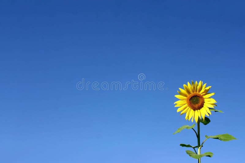 Beau tournesol photos libres de droits