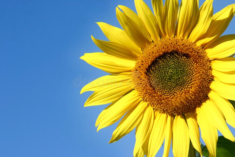 Beau tournesol image stock