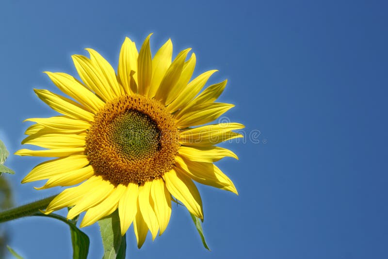 Beau tournesol images stock