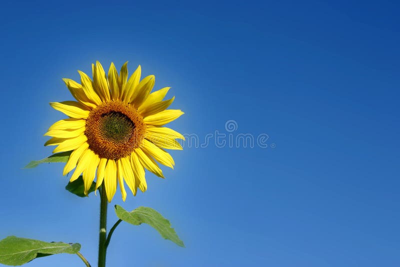 Beau tournesol photos libres de droits