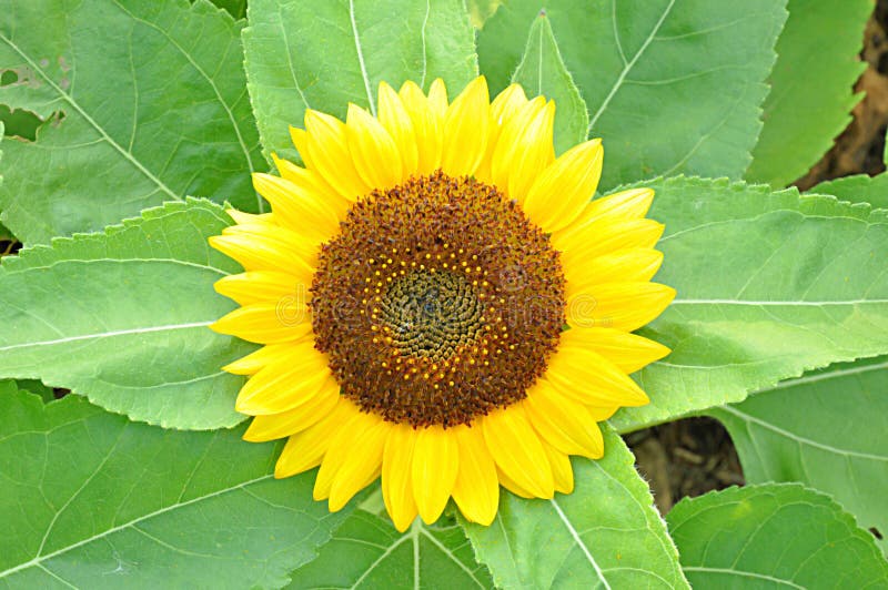 Beau tournesol photos stock