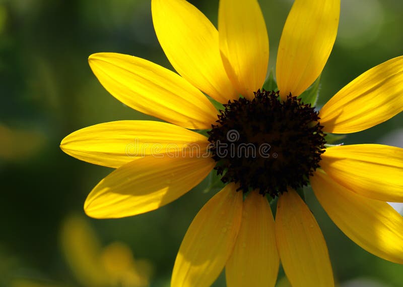 Beau tournesol photos libres de droits