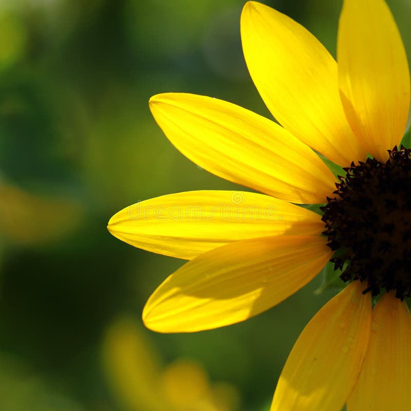 Beau tournesol photographie stock