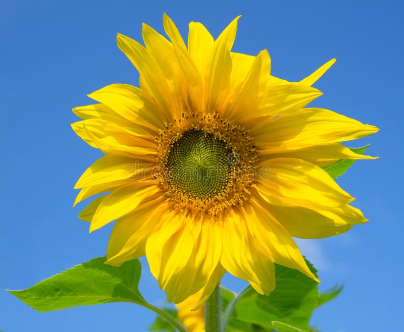 Beau tournesol avec les lames vertes images stock