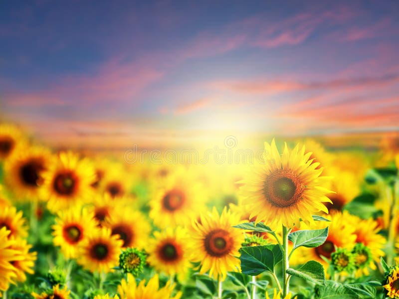 Beau tournesol classé photographie stock