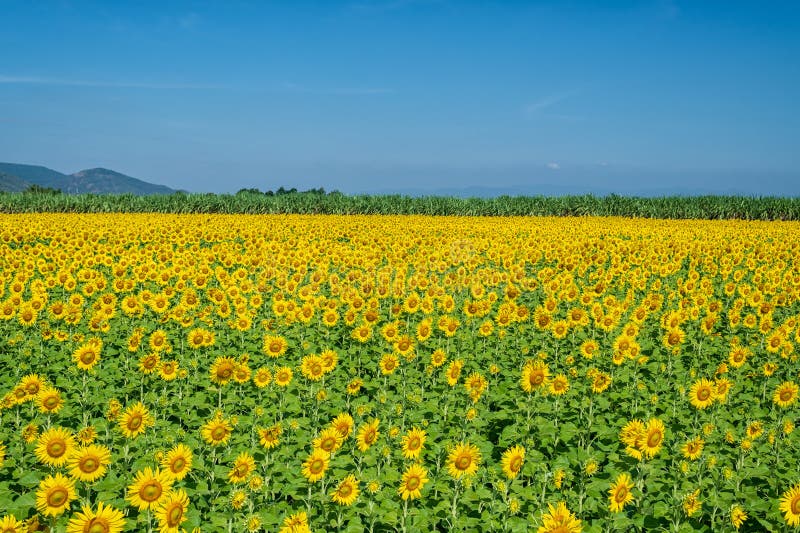 Beau tournesol dans le champ. image libre de droits