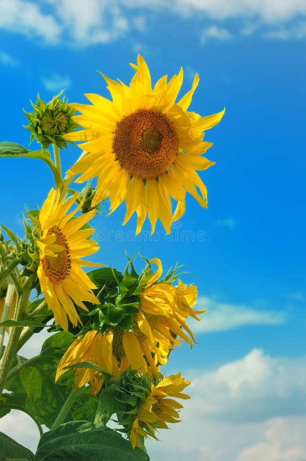 Beau tournesol dans le domaine images stock