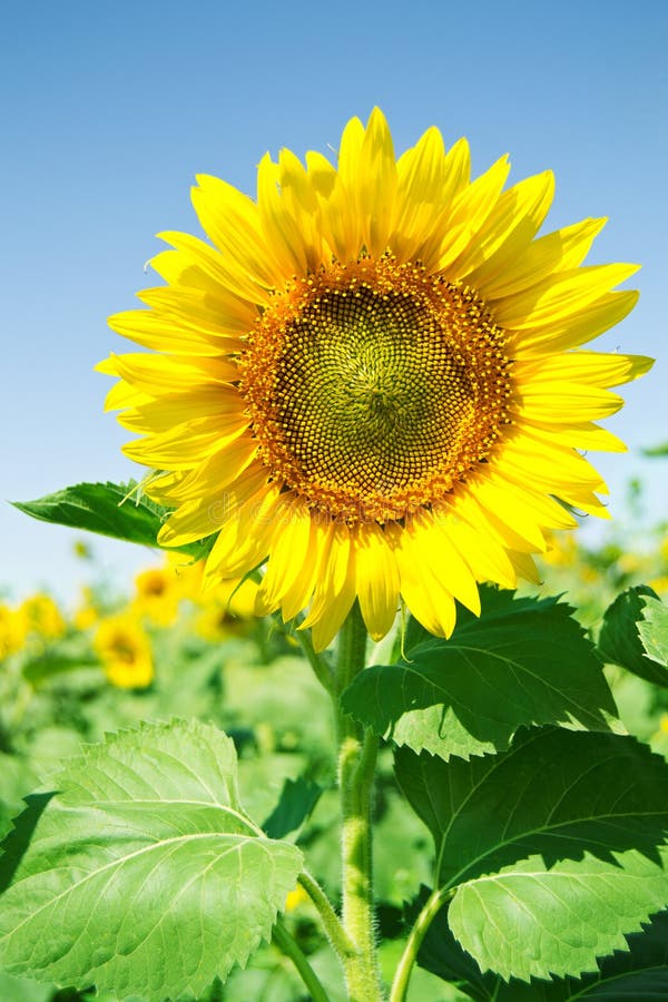 Beau tournesol dans le domaine avec le ciel bleu image libre de droits