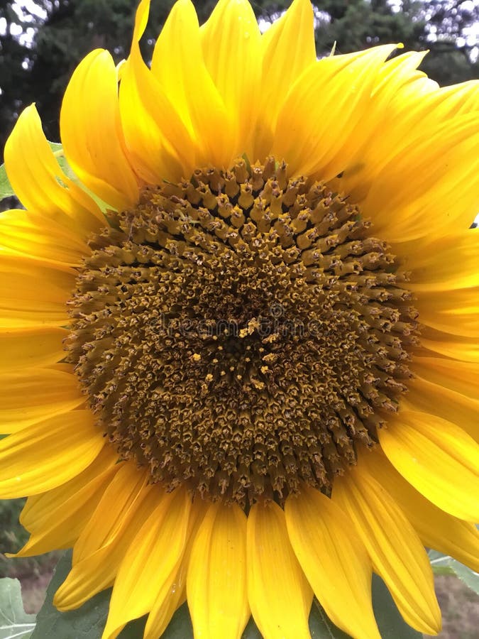 Beau tournesol en fleur photographie stock libre de droits