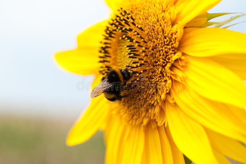 Beau tournesol et abeille rassemblant le pollen photographie stock libre de droits Beau tournesol et abeille rassemblant le pollen photographie stock libre de droits