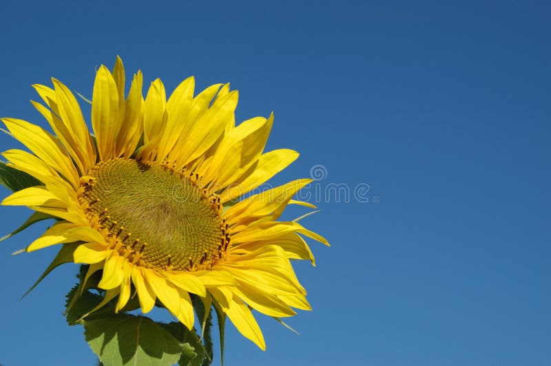 Beau tournesol et le ciel bleu photo libre de droits